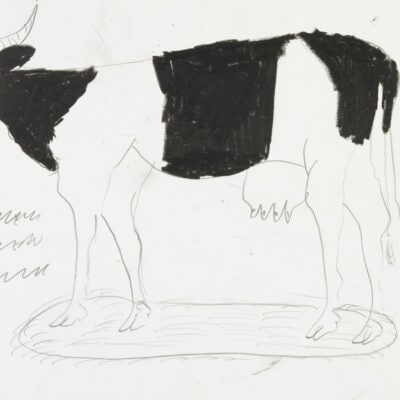 Kuh / Cow