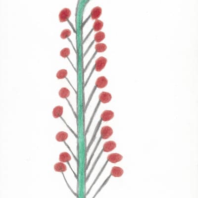 Kirschenbaum / Cherry tree