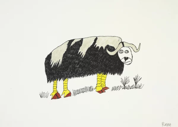 Moschusochse / Musk ox - heinrich rené