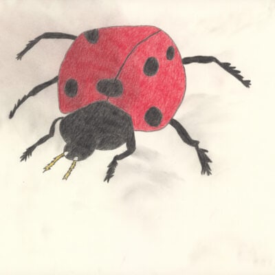 Siebenpunkt-Marienkäfer / Seven spot ladybug