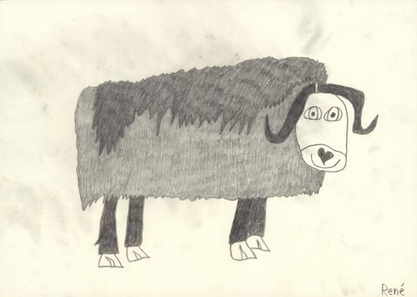 Moschusoches/Musk ox - heinrich rené