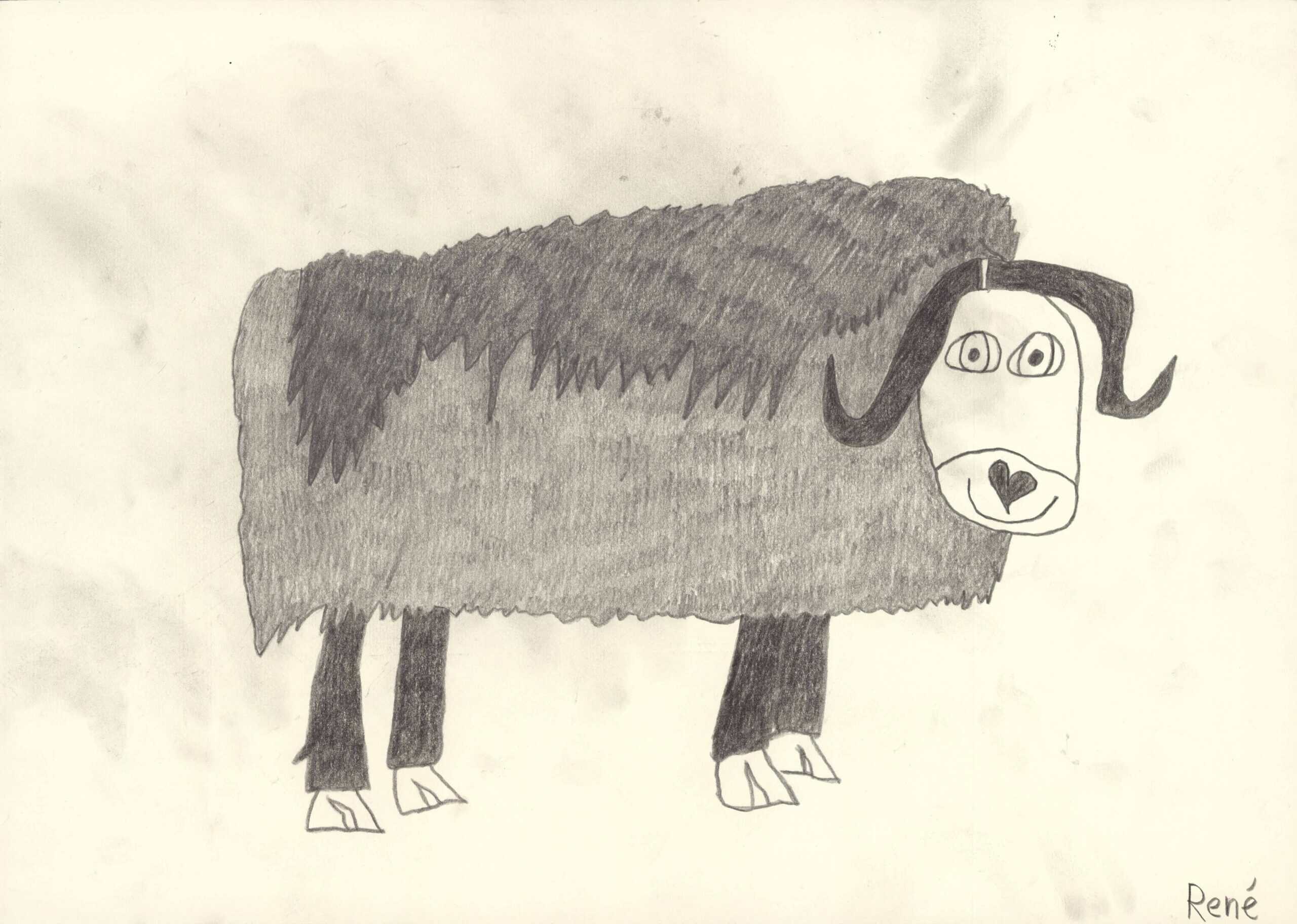 heinrich rené - Moschusoches/Musk ox