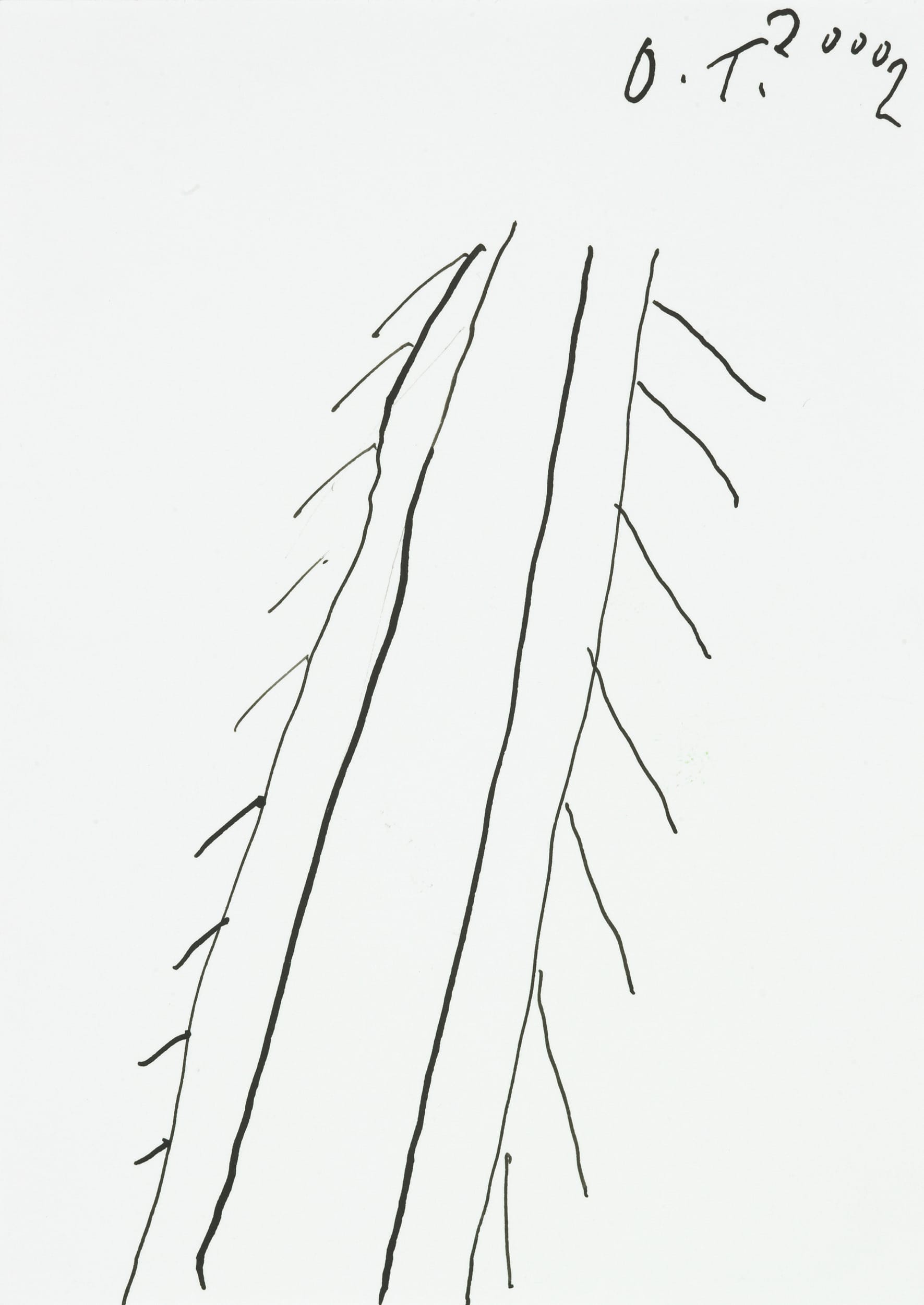 tschirtner oswald - Tannenbaum / Fir tree