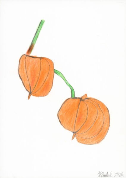 Physalis - hladisch helmut