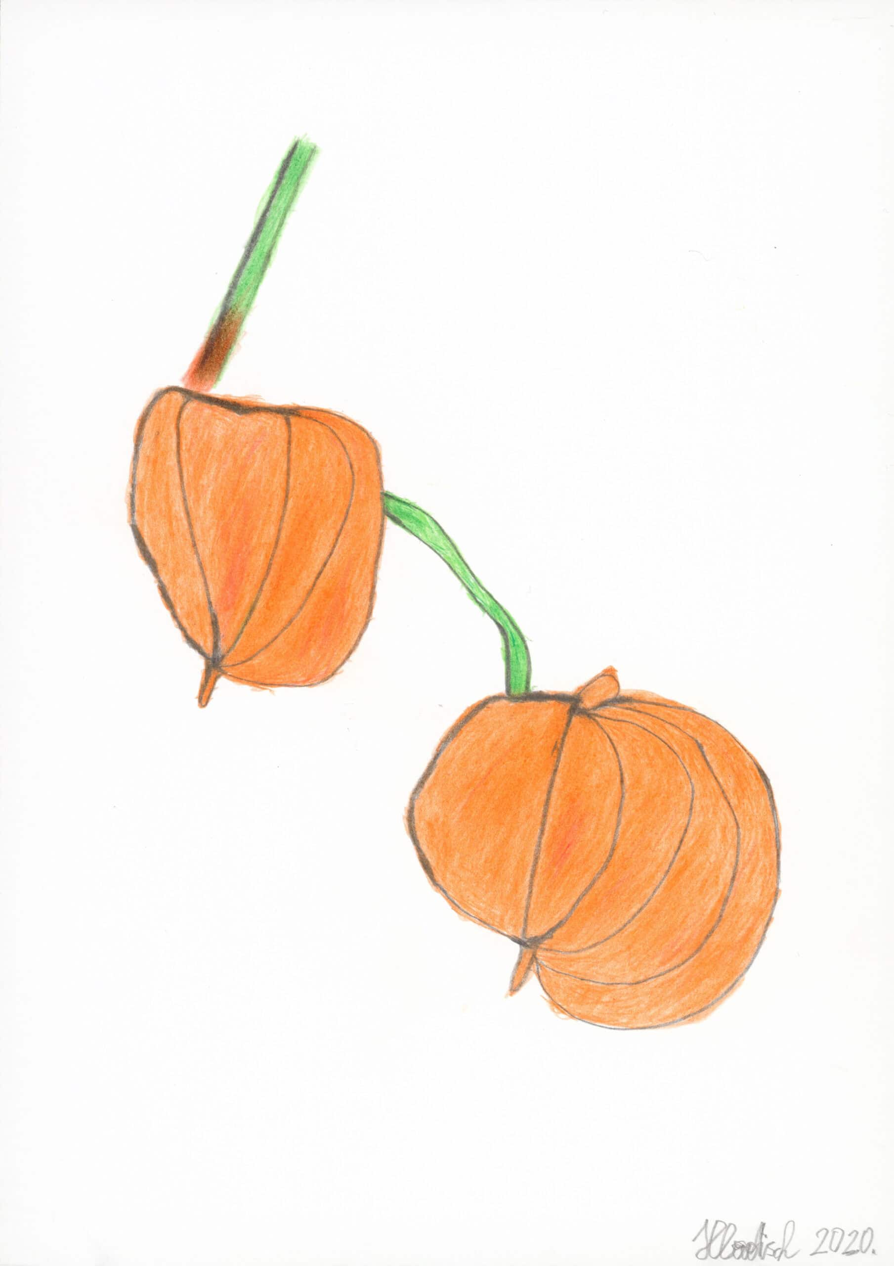 hladisch helmut - Physalis