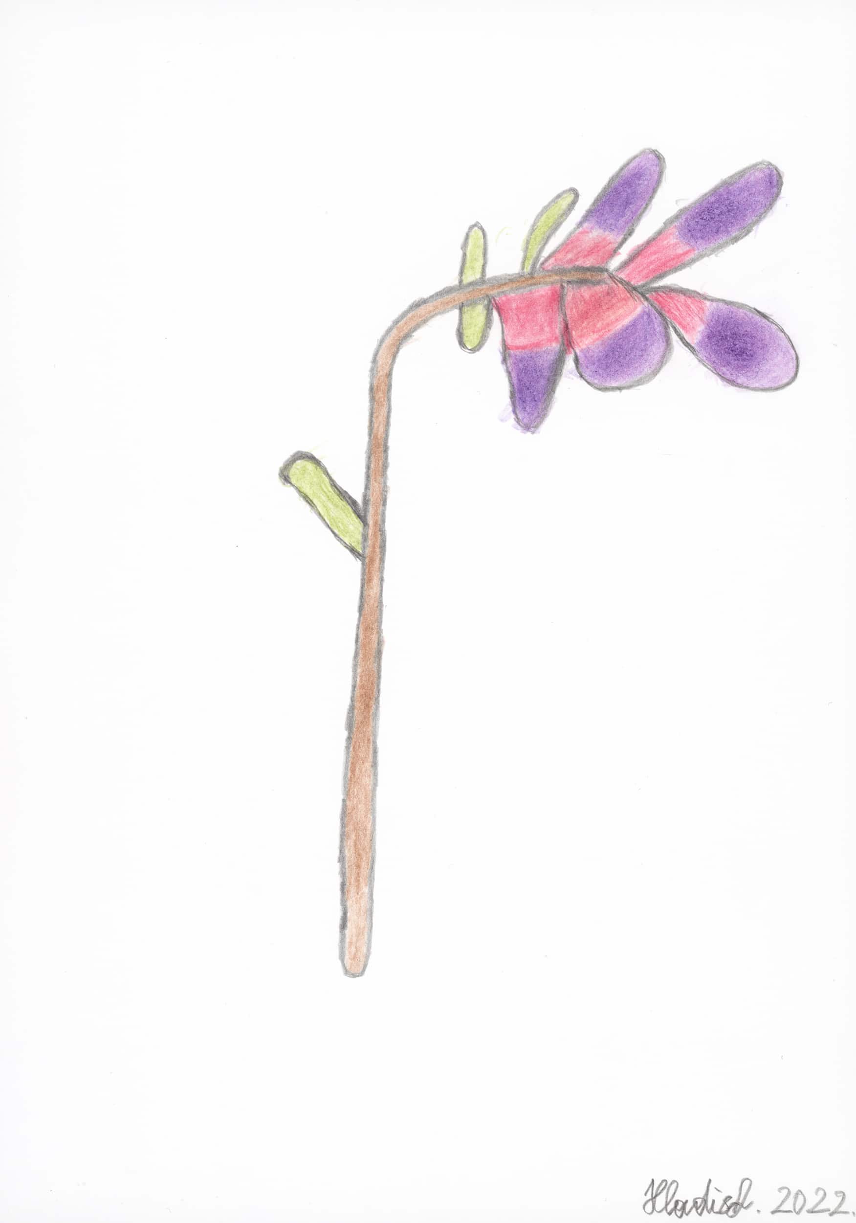 hladisch helmut - Magnolienblume / Magnolia flower_2022