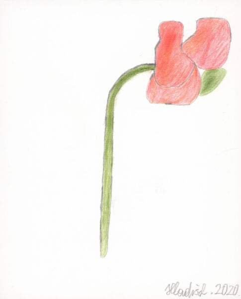 Mohnblume / Poppy - hladisch helmut