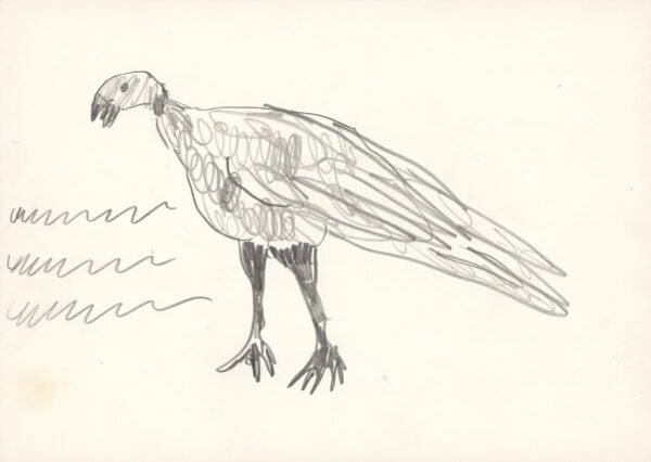 Vogel / Bird - kamlander franz