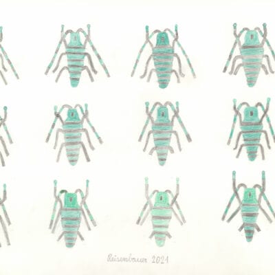 Käfer / Beetles