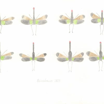 Rotnasen Laternenträger / Lanternflies