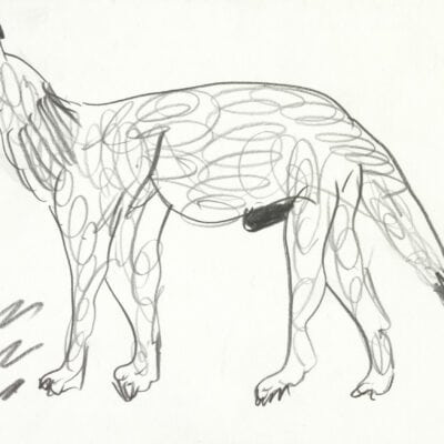 Luchs / Lynx