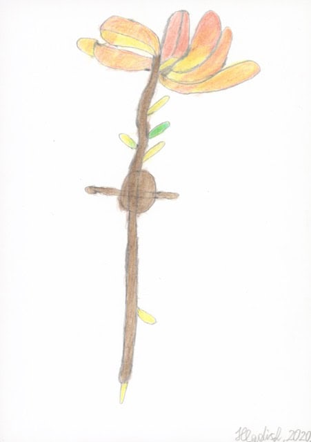 hladisch helmut - Magnolie / Magnolias